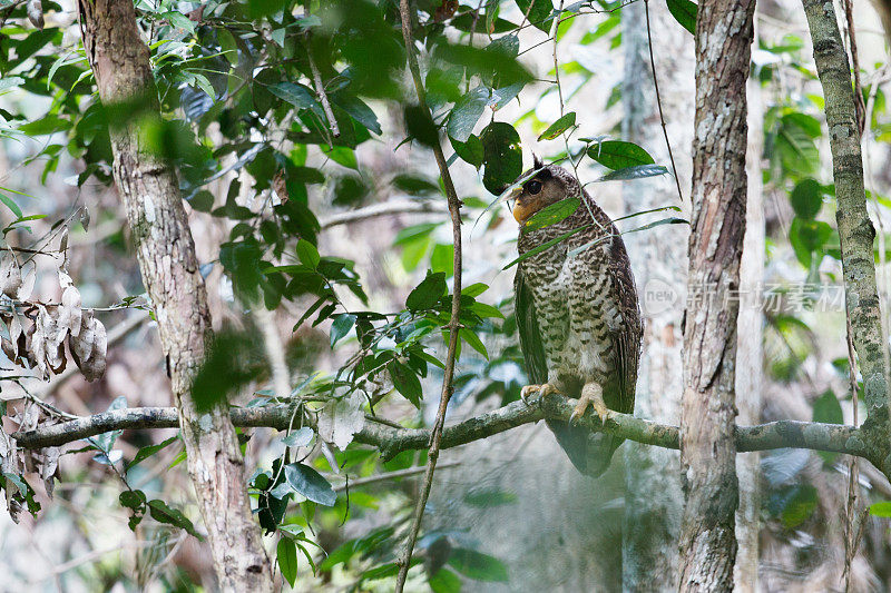 夜行鸟:成年雌性斑腹鹰鸮，又称森林鹰鸮(Bubo nipalensis)